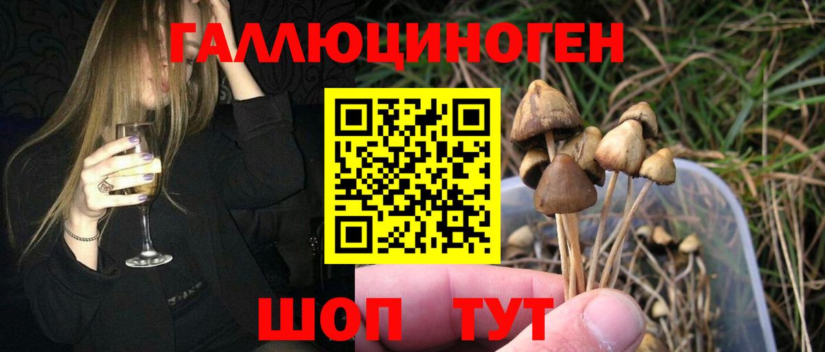 Галлюциногенные грибы Psilocybe Старая Купавна